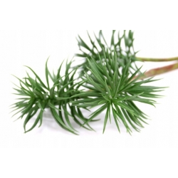 3x SUKULENTY na łodydze 