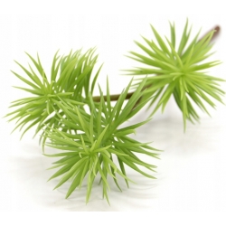 3x SUKULENTY na łodydze 