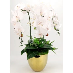 DUŻA Kompozycja PREMIUM BIAŁE STORCZYKI w ZŁOTEJ DONICZCE wys. 66cm