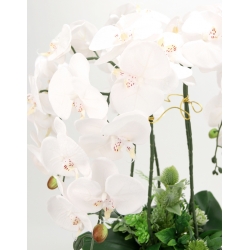 DUŻA Kompozycja PREMIUM BIAŁE STORCZYKI w ZŁOTEJ DONICZCE wys. 66cm