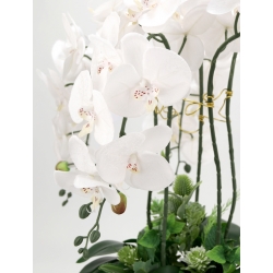 DUŻA Kompozycja PREMIUM BIAŁE STORCZYKI w ZŁOTEJ DONICZCE wys. 66cm