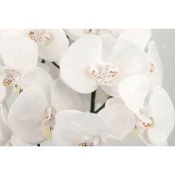 Kompozycja BIAŁE satynowe STORCZYKI LUX w betonowej osłonce Wys. ~56cm