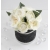 BUKIET Flower Box czarno srebrny RÓŻE i PEŁNIKI - nr 40