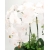 DUŻA Kompozycja PREMIUM BIAŁE STORCZYKI w ZŁOTEJ DONICZCE wys. 66cm
