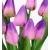 Bukiet 9x satynowe TULIPANY kolor FIOLETOWY wys. 37cm