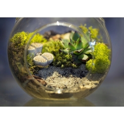 MECH CHROBOTEK reniferowy C. ZIELONY Paczka 100g