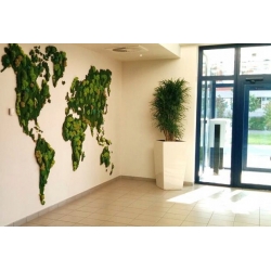 MECH CHROBOTEK reniferowy C. ZIELONY Paczka 100g