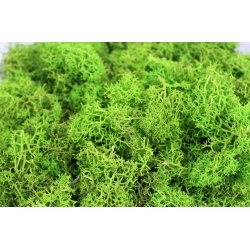 MECH CHROBOTEK reniferowy J. ZIELONY Paczka 100g