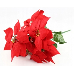 BUKIET GWIAZDA BETLEJEMSKA CZERWONA wys. 50cm 7x kwiatów