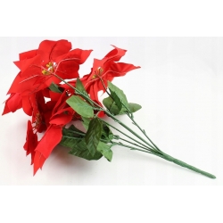 BUKIET GWIAZDA BETLEJEMSKA CZERWONA wys. 50cm 7x kwiatów