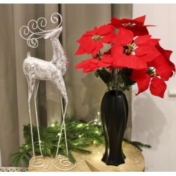 BUKIET GWIAZDA BETLEJEMSKA CZERWONA wys. 50cm 7x kwiatów