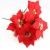 BUKIET GWIAZDA BETLEJEMSKA CZERWONA wys. 50cm 7x kwiatów