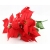 BUKIET GWIAZDA BETLEJEMSKA CZERWONA wys. 50cm 7x kwiatów