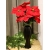 BUKIET GWIAZDA BETLEJEMSKA CZERWONA wys. 50cm 7x kwiatów