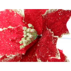 Kwiat Gwiazda Betlejemska POINSECJA głęboka CZERWIEŃ ze ZŁOTYM brokatem